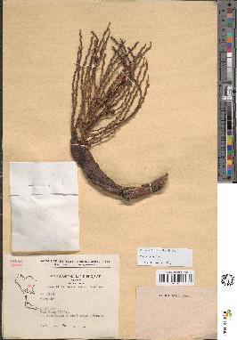 spécimen de Caryota sp.
