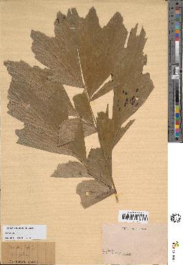 spécimen de Caryota sp.