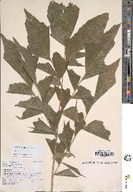 spécimen de Caryota sp.