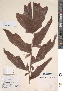 spécimen de Caryota sp.
