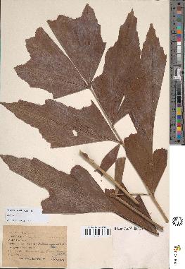 spécimen de Caryota sp.