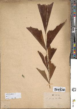 spécimen de Caryota sp.