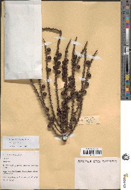 spécimen de Caryota sp.