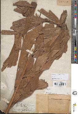 spécimen de Caryota sp.