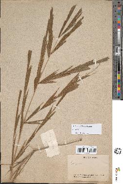 spécimen de Caryota sp.