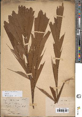 spécimen de Caryota sp.