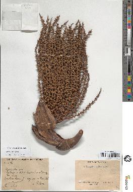 spécimen de Caryota mitis