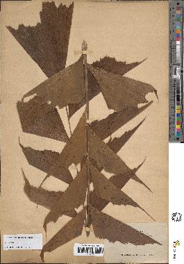 spécimen de Caryota sp.