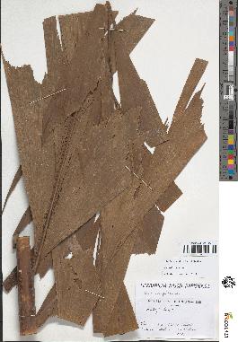 spécimen de Caryota mitis