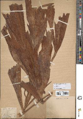 spécimen de Caryota sp.