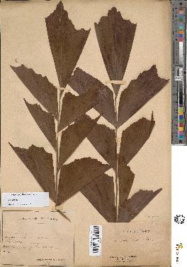 spécimen de Caryota sp.