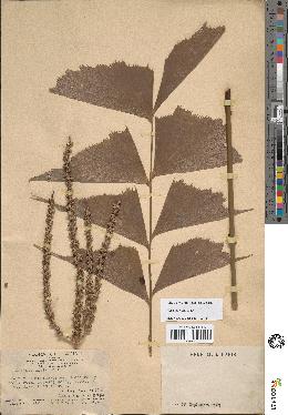 spécimen de Caryota mitis