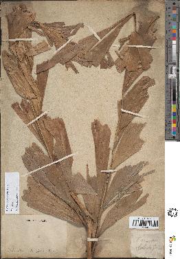 spécimen de Caryota sp.