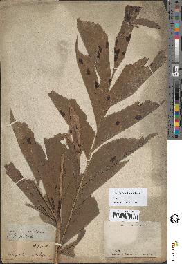spécimen de Caryota mitis