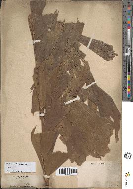 spécimen de Caryota sp.