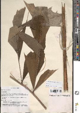spécimen de Caryota sp.