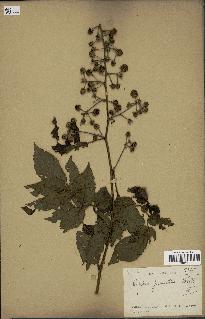 spécimen de Rubus pinnatus