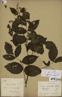 spécimen de Rubus pinnatus