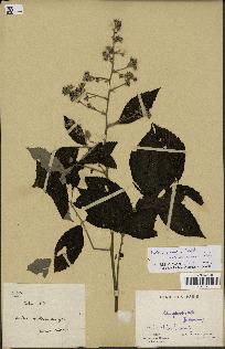 spécimen de Rubus pinnatus