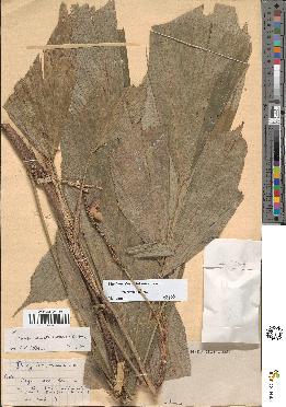 spécimen de Arenga caudata