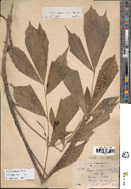 spécimen de Arenga caudata