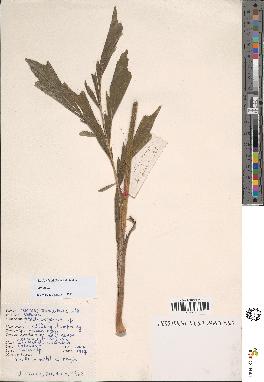 spécimen de Caryota sp.