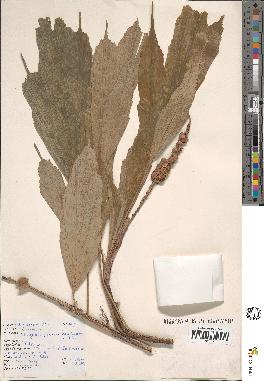 spécimen de Arenga caudata