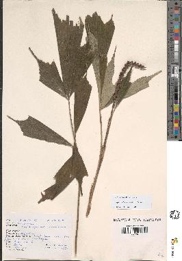 spécimen de Arenga caudata