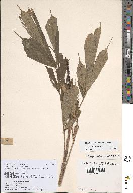 spécimen de Arenga caudata