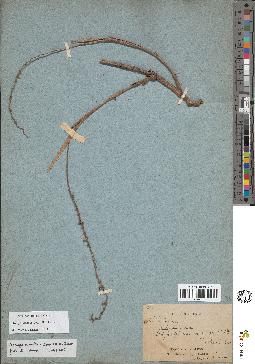spécimen de Arenga caudata