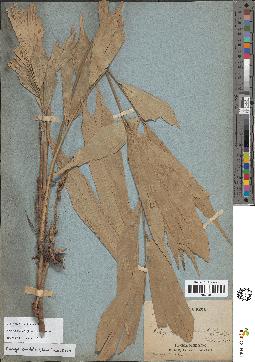 spécimen de Arenga caudata