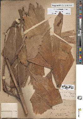 spécimen de Arenga caudata