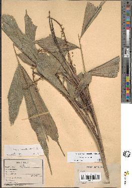 spécimen de Arenga caudata