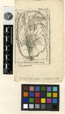 spécimen de Stipa pennata