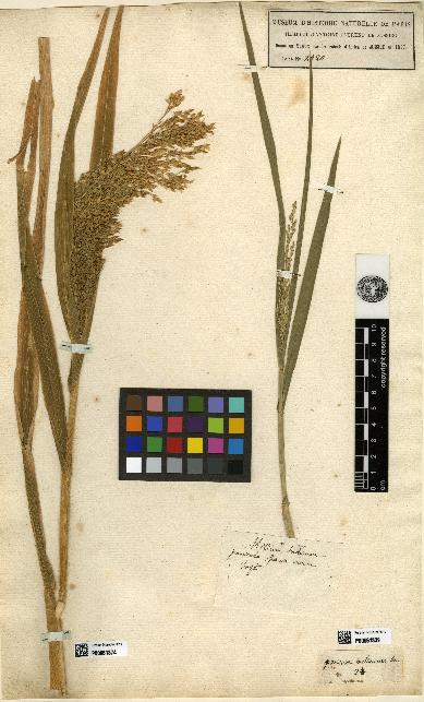 spécimen de Panicum miliaceum