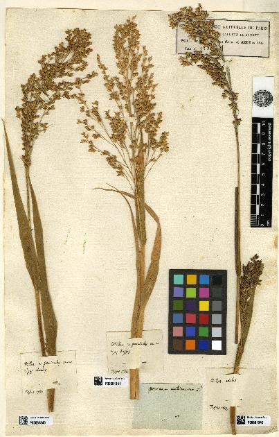 spécimen de Panicum miliaceum