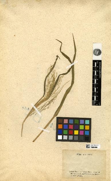 spécimen de Panicum miliaceum