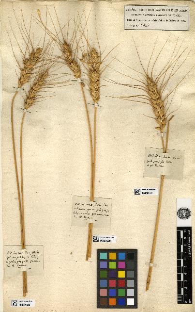 spécimen de Triticum vulgare