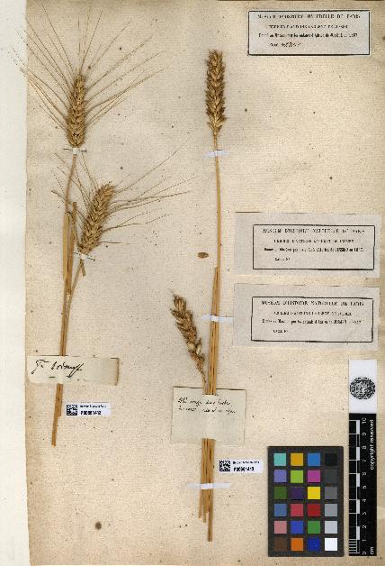 spécimen de Triticum vulgare