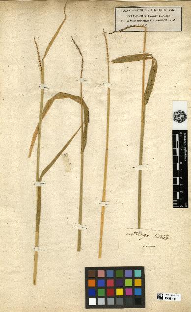 spécimen de Triticum hybernum