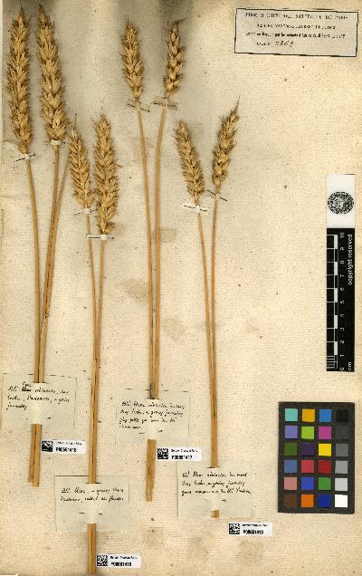 spécimen de Triticum hybernum