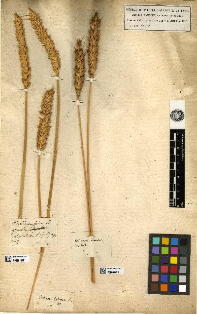 spécimen de Triticum hybernum