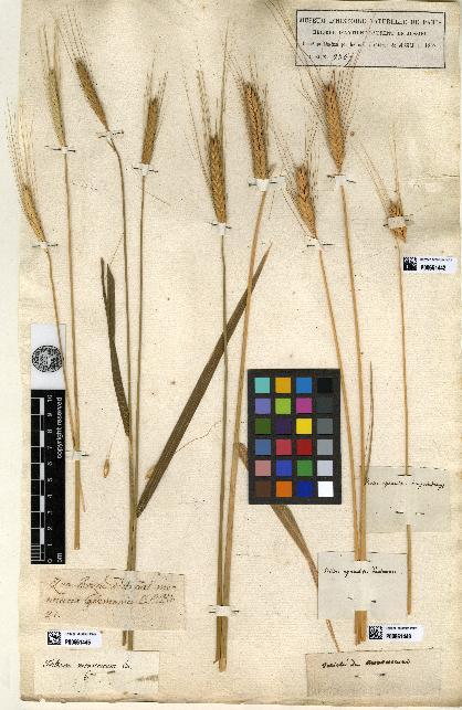 spécimen de Triticum monococcum