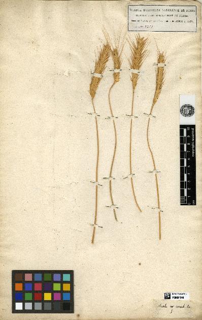 spécimen de Secale cereale