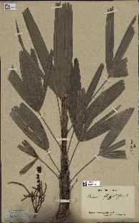 spécimen de Rhapis flabelliformis