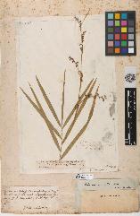 spécimen de Calamus viminalis