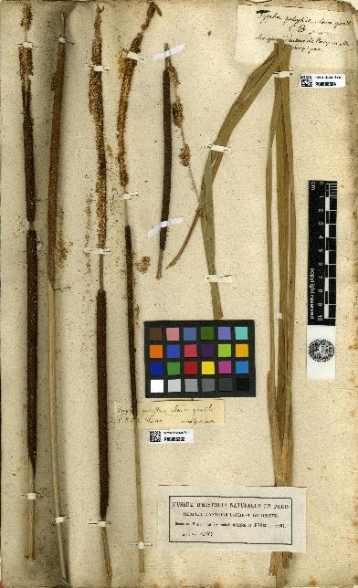 spécimen de Typha latifolia