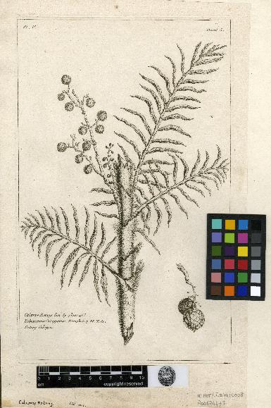 spécimen de Calamus rotang