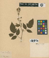 spécimen de Rubus pinnatus