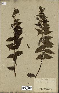 spécimen de Boehmeria cylindrica